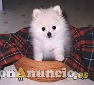 Cachorros de Pomerania para su hogar